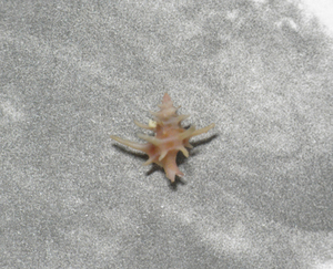 貝の標本 Babelomurex fruticosus 13.5mm. 