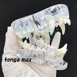 SALE ■ 犬 歯科 模型 完成品 透明 クリスタル 樹脂 ■ ドック 歯並びモデル 歯モデル 歯科 動物 樹脂 歯の教育 病院 620