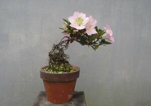小品　根上がり　さつき盆栽　　◆一生の春◆　　鉢　　　４号深