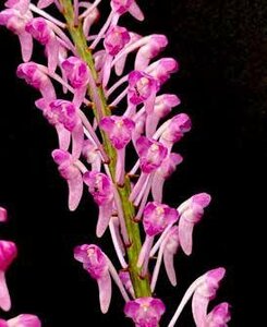 即決 洋蘭 原種 バンダ系 TA11148 Aerides rubescens