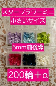 スターフラワーミニ マルセラ 小さいサイズ 5mm前後 200輪＋α プリザーブドフラワー 花材 ケース入り レジン ハーバリウム ハンドメイド