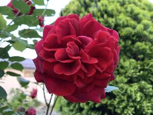 薔薇　挿し穂　赤 4本　■送料無料（挿し木 庭園 低木）バラ　ガーデニング　ばら 真っ赤　イギリス　クラシック