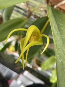 洋蘭　原種　バルボフィラム　bulbophyllum cheiri