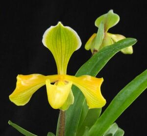 洋蘭 原種 着生蘭 野生蘭 パフィオセレクト個体 Paph.villosum aureum 