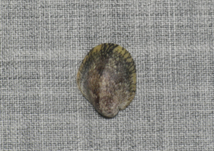 貝の標本 Neripteron dilatatam .w/o. 台湾