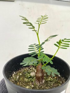 2815 「実生」センナ　メリディオナリス【種から発芽！・発根・Senna meridionalis・葉落ちします】