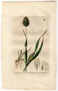 1834年 Baxter 手彩色 銅版画 Pl.56 イネ科 クサヨシ属 カナリークサヨシ PHALARIS CANARIENSIS
