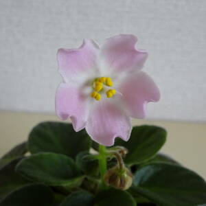 セントポーリア【リトルリック　セミミニ種】開花
