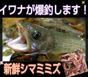 釣りの餌☆新鮮！採れたて直送！シマミミズ50匹セット　ヤマメ、イワナ、ブラックバスなど何でも釣れる！観賞魚、爬虫類、両生類の餌にも