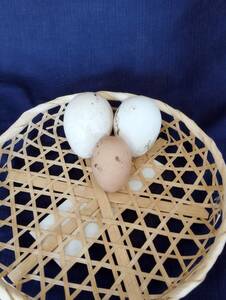 七面鳥の卵 食用有精卵(2個) ホロホロ鳥の卵　(１個)　