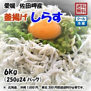 釜揚げしらす 6kg (250g×24p） 冷蔵便 愛媛 佐田岬産 浜から直送 無添加/無着色 送料込み 北海道/沖縄/東北は別途送料 宇和海の幸問屋