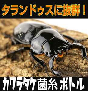 タランドゥスやオウゴンオニクワガタ、レギウスの大型化が狙えます！カワラタケ菌糸ボトル ８５０ｍｌ クヌギ１００％原料使用・二次発菌 