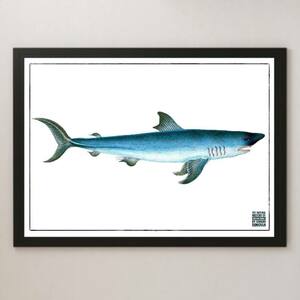 『英国魚類博物誌 1-r』イラスト アート 光沢 ポスター A3 バー カフェ ビンテージ インテリア 図鑑 海洋生物学 研究 鮫 サメ さかな 釣り