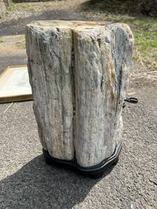 化石　台座付き　木　天然石