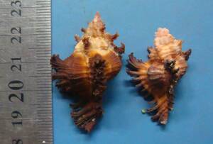 貝 標本 ガンゼキボラ 2個セット