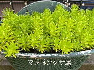 【セダム】ゴールドビューティ　多肉植物　カット苗　寄せ植えに　マンネングサ　初心者　グランドカバー　送料73円　ゴールドビューティー