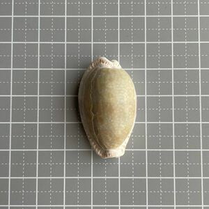 【 コモンダカラ 】 タカラガイ　宝貝　貝殻　貝　シェル　shell たから貝　貝殻標本　標本　コレクション　ビーチコーミング