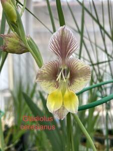グラジオラス・セレシアヌス　Gladiolus ceresianus　1年球３球