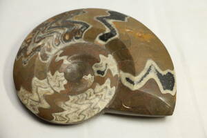 （C40）希少　アンモナイト　化石　全長　約22cm　鑑賞石　自然石　原石　コレクターからの委託品