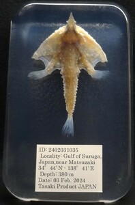 深海生物学術標本　ＩＤ：２４０２０３１０３５