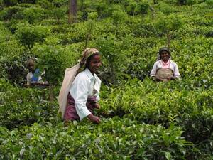 セイロン　ウバ　有機栽培紅茶(100g２個)