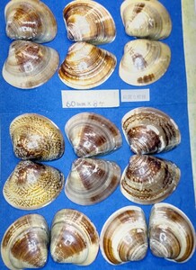 蛤　YS−240103-1　60mm×8個　綺麗な模様　江戸前　ハマグリ　貝殻　標本　材料