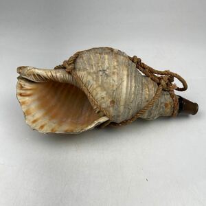 法螺貝　ほら貝　ホラ貝　楽器　/　密教道具　縁起物　置物　和楽器　.1760
