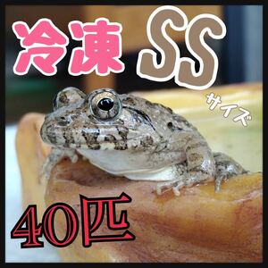 冷凍餌 SSサイズ 40匹 急速冷凍 餌用 カエル エサ用 ヌマガエル かえる 蛙 トカゲ ヘビ 蛇 ピラニア アロワナ マウス うずら ひよこ ラット