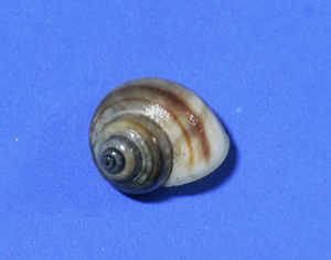 貝の標本 Tropidophora philippiana 22.5mm.w/o.Madagascar 