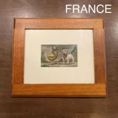 2677  フランス　アンティーク　ポストカード　犬と鳥　フレーム　コレクション