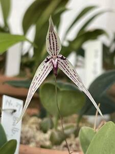 洋蘭　原種　バルボフィラム　bulbophyllum sp