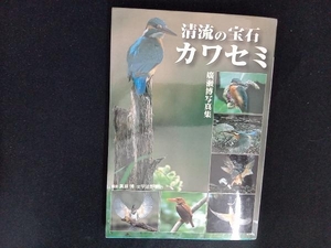 清流の宝石カワセミ 宇治野憲治