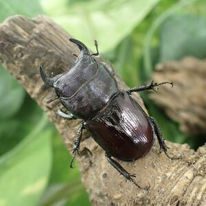 【Sparkle Beetle】デンティクルスゲンシミヤマ ♂29mm♀28mmペア(ミヤマクワガタ)