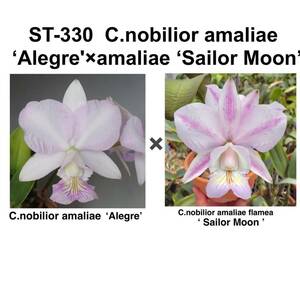 洋蘭原種 ST-330 C.nobilior amaliae 
