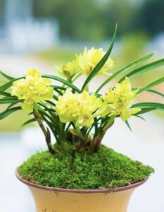 中国春蘭 「黄金牡丹」 2本立 新芽付き 葉長は約28cm (春蘭、日本春蘭、東洋蘭、寒蘭)