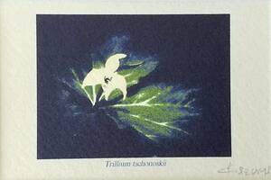 作者不詳　『Trillium tschonoskii』 シロバナエンレイソウ（白花延齢草）　 リトグラフ 　直筆サイン入り 　 額装　