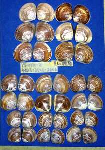 蛤　YS−0130−1　美しい模様　30 mm〜40mm18個　江戸前　貝合わせ　貝覆い　ハマグリ　貝殻　標本　材料