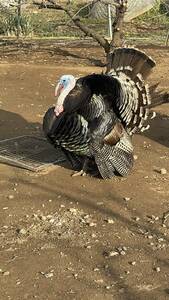 七面鳥の有精卵