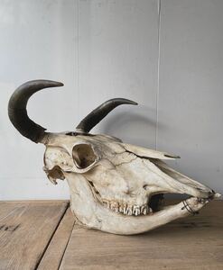 骨格標本 頭骨 剥製 雄牛