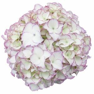 ハイドランジア　ラブレター　花の苗　紫陽花