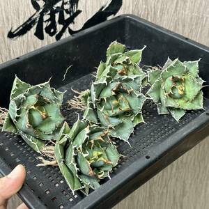 【龍園觀】No.154 特選 アガベ 多肉植物 チタノタ 白鯨 強棘 極上株 5株