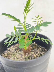 2821 「実生」センナ　メリディオナリス【種から発芽！・発根・Senna meridionalis・葉落ちします】