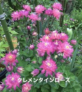 西洋オダマキ　花の種　25粒　クレメンタインローズ