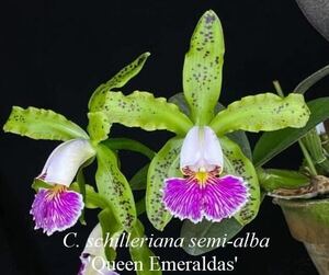 洋蘭原種　Cattleya schilleriana s/a ‘Queen Esmeralda’ MC 大株