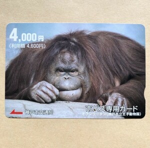 【使用済】 市バス専用カード 神戸市交通局 オランウータン（神戸市立王子動物園）