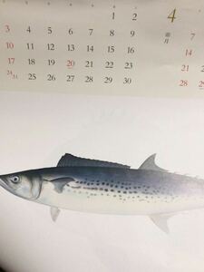魚　釣り　好き　カレンダー　壁掛け　絵手紙　絵画　絵　お手本　2024