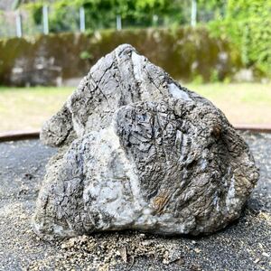 苔石(素材) 安倍川石　縮緬石　鑑賞石 天然石 水石 