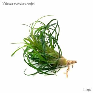 フリーセア コレイアアラウジョイ カット苗 (タンクブロメリア Vriesea correia-araujoi)
