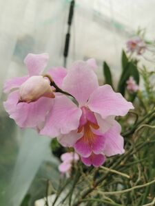 ★★洋蘭★★ Papilionanthe. teres (Pink × Ohyamazaki)