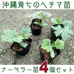 【送料込】沖縄短形へちま苗４個セット┃沖縄のヘチマは「ナーベラー」さぁ～♪┃ゴーヤーと並んで沖縄野菜の代表格です